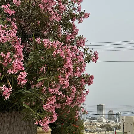 Xiwan Is-Swieqi